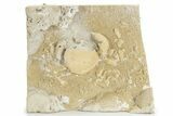 Fossil Crab (Potamon) Preserved in Travertine - Turkey #230636-3